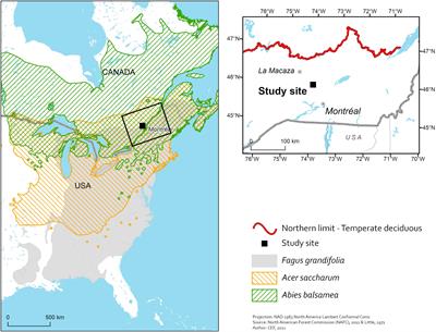 Balsam Fir and American Beech Influence Soil Respiration Rates in Opposite Directions in a Sugar Maple Forest Near Its Northern Range Limit